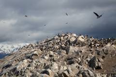 Tierra del Fuego_3
